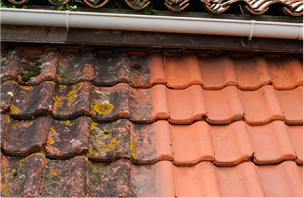 Algae, mildew, bacteria